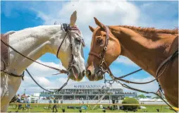  ?? KARL MERTON FERRON/STAFF ?? Horses Peace of the Action, left, and Fled mingle between races during Preakness Day at Pimlico Race Course in May.