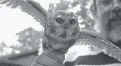  ?? 1994 BALTIMORE SUN PHOTO ?? A man releases a banded saw-whet owl on Assateague Island National Seashore in this 1994 file photo.