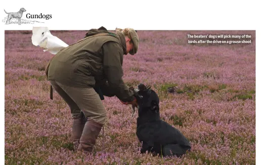  ?? ?? The beaters’ dogs will pick many of the birds after the drive on a grouse shoot