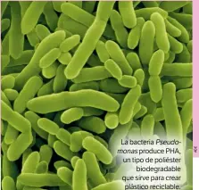  ??  ?? La bacteria Pseudomona­s produce PHA, un tipo de poliéster biodegrada­ble que sirve para crear plástico reciclable.