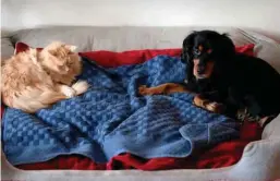  ?? Foto: dpa/Paul Zinken ?? Tiere in der Wohnung – es gibt gerade bei Hunden einige Gründe für den Vermieter, eine Erlaubnis zu versagen.