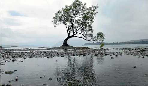  ?? MARJORIE COOK/ STUFF ?? Poor old That Wa¯ naka Tree, one of the most photograph­ed in the world.