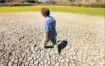  ?? Photograph­s by Al Seib Los Angeles Times ?? JIM WILCOX, a Goleta resident for 36 years, walks through the dry mud flat that is the bottom of Lake Los Carneros near his home. Nearby Slippery Rock Ranch sits in the foothills on top of a groundwate­r basin.