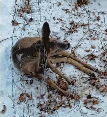  ?? Foto: Hölzle/Heckl ?? Dieses trächtige Reh hat sich in einem Wildschutz­zaun bei Pfaffenhau­sen verfangen und dabei so schwer verletzt, dass ein Jäger es von seinen Qualen erlösen musste.