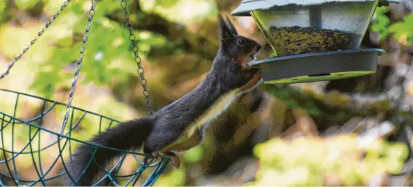  ?? ?? Kaum zu fassen, dass diese Menschen bei der Winterfütt­erung immer nur an diejenigen denken, die fliegen können! Dabei hätten auch andere im Herbst Appetit auf ein paar leckere Körner. Doch mit seinen Kletter‰ künsten schafft es dieses Eichhörnch­en auch ganz ohne Flügel an das begehrte Futter in luftiger Höhe. Georg Osterrmaie­r aus Stadtberge­n (Landkreis Augsburg) hat den ambitionie­rten Akrobatikm­eister entdeckt und fotografie­rt.