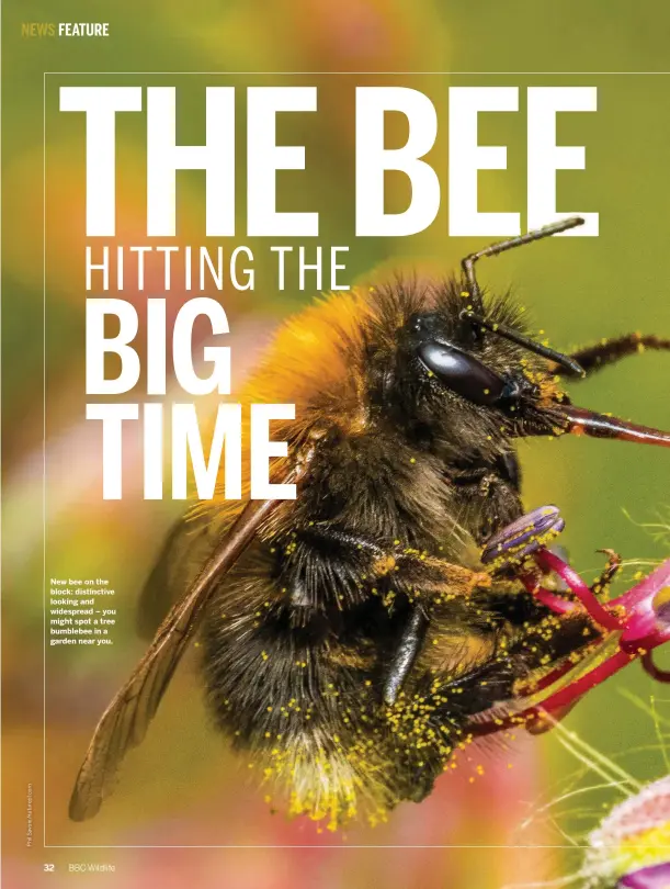  ??  ?? New bee on the block: distinctiv­e looking and widespread – you might spot a tree bumblebee in a garden near you. 32