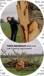  ?? ?? TREE-MENDOUS Wild Irish oak is being repurposed