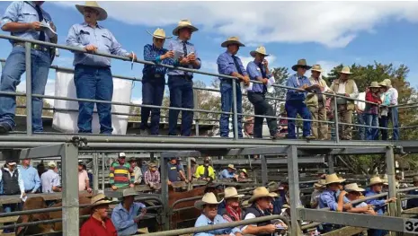  ?? PHOTO: DIGBY HILDRETH ?? HAPPIER TIMES: Auctioneer­s, buyers and vendors at a sale at the Casino yards earlier this year.