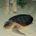  ??  ?? Federica, la tartaruga Caretta caretta che ha deposto le uova a Marina di Campo, Isola d’Elba (Foto Legambient­e Arcipelago Toscano)