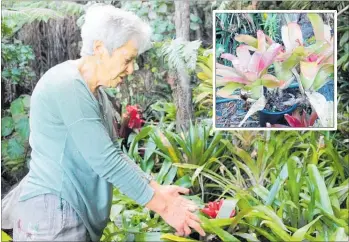  ?? PICTURES/DENISE PIPER ?? Valerie Churchouse is now thinking about installing security cameras as a deterrent to intruders. INSET: Some of the stolen bromeliads were chopped off at the stem, by someone who knew what they were doing.