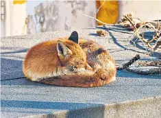  ??  ?? Tod nodding off: a visitor sunbathes in a garden in London, where fox numbers are rising