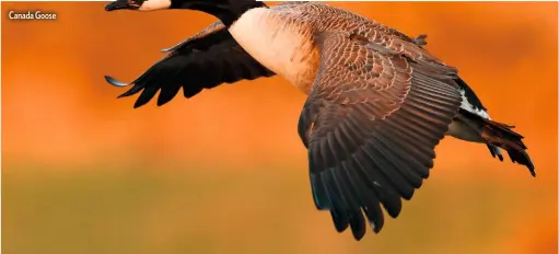  ??  ?? Canada Goose