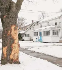  ?? Dave Zajac/Hearst Connecticu­t Media ?? A house on Church Street in Wethersfie­ld Friday, that was hit by a car last weekend, killing one of the minors who had been in it. The car struck the tree, left, before hitting the house.