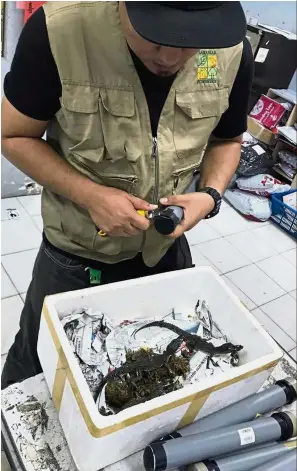  ??  ?? Suspicious shipment: SFC officers showing the baby crocodiles which were packed as frozen fish.