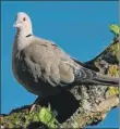  ?? Photograph: Tony Church ?? First Scottish record of a collared dove was 1957. it is now top ten of garden birds.