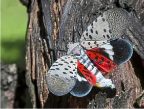  ?? Matt Rourke/Associated Press ?? When startled, the spotted lanternfly displays its colorful hind wings. This one was found in September in a vineyard in Kutztown.