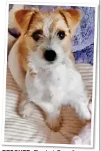  ??  ?? RESCUED: The Jack Russell pup