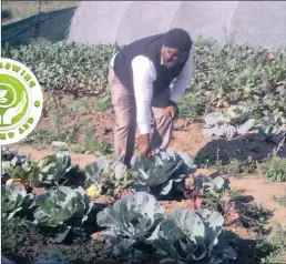  ??  ?? Bongani Ndlovu inspecting for worms in his cabbage garden in Stanger.
