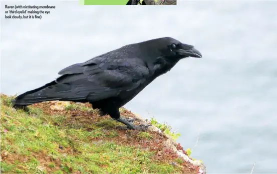  ??  ?? Raven (with nictitatin­g membrane or ‘third eyelid’ making the eye look cloudy, but it is fine)