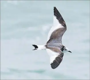  ?? BRUCE MACTAVISH/SPECIAL TO THE TELEGRAM ?? The striking black and white pattern of the dainty Sabine’s gull makes it one of the most attractive gulls in the world. This one feeding in the surf at St. Vincent’s over the weekend should have been in the Southern Hemisphere, escaping our winter.