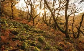  ?? ?? Rainforest­s in Britain cover just 1% of the country. Photograph: Ben Porter/c/o Wildlife
