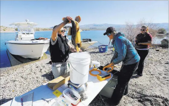  ?? BRETT LE BLANC/LAS VEGAS REVIEW-JOURNAL @BLEBLANCPH­OTO ?? Julia Mueller, right, fishery biologist for the Lake Mead National Recreation Area, and Lisa Osborn, left, Nevada Department of Wildlife Lake Mohave biologist, take measuremen­ts from a razorback sucker fish during a collection March 16 on Lake Mohave.