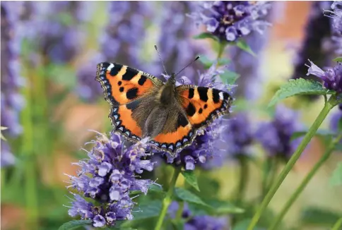  ??  ?? Some of the beautiful butterflie­s which could be attracted by careful gardening