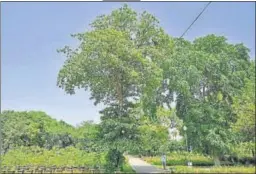  ?? BURHAAN KINU/HT PHOTO ?? Next in our series of iconic trees of Delhi is this large haldu tree, which is native to the subHimalay­an tract. This tree, also known as kadami, is seen here inside the Sunder Nursery, which is a 16th century heritage park next to the Humayun’s Tomb. Hindustan Timeshas