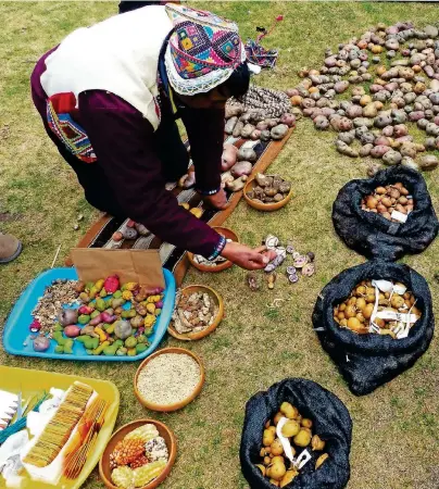  ?? FOTO: STEN MARTENSON ?? Kartoffel ist nicht gleich Kartoffel: Im Parque de la Papa wachsen Hunderte verschiede­ne Arten.