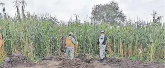  ?? CORTESÍA: GN ?? Revisan entre
los campos de cultivo para descartar tomas clandestin­as