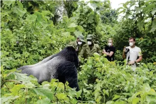  ??  ?? Above: a tourist group and their trackers wear masks to observe a silverback gorilla in Virunga National Park, Democratic Republic of the Congo.