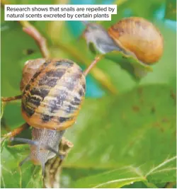 ??  ?? Research shows that snails are repelled by natural scents excreted by certain plants