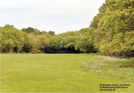  ?? ?? Rushington Copse, woodland at Maidenhead Golf Course. Ref:134442-30