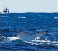  ?? (File Photo/AP/Mark Baker) ?? A humpback whale dives June 14, 2021, off the coast of Port Stephens, Australia.