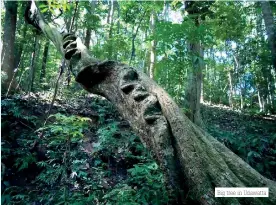  ?? ?? Big tree in Udawatta
