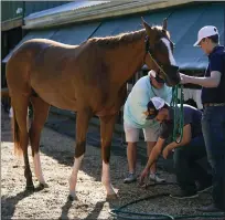  ?? JULIO CORTEZ — THE ASSOCIATED PRESS ?? Preakness entrant Fenwick is cleaned up after working out ahead of the Preakness Stakes Horse Race at Pimlico Race Course, Wednesday, in Baltimore. Fenwick has a 50-1shot of winning the race.