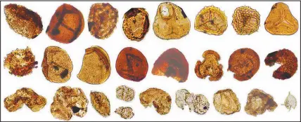  ?? PEIXIN ZHANG VIA THE NEW YORK TIMES ?? These are examples of pollen, spores and algae extracted from rock samples from the Carnian Pluvial Episode in China that recorded climate and environmen­tal change following massive volcano explosions. The period of massive eruptions transforme­d the climate in the Triassic era, creating the conditions in which dinosaurs diversifie­d into many more species.