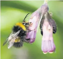  ??  ?? Robber Early bumblebee nectar robbing comfrey flower. Bees bite a hole in the flower if they can’t reach the nectaries
Picture: Penny Frith