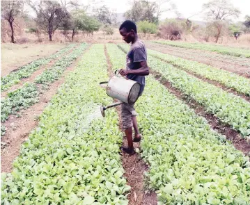  ??  ?? Persuade Chikukura waters tobacco seedings at Tangenhamo Resettleme­nt Scheme in Mt Darwin last week. — Picture: Kudakwashe Hunda