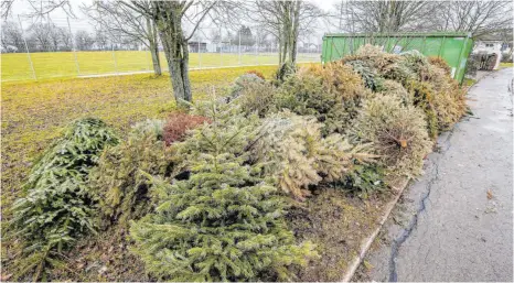  ?? FOTO: THOMAS SIEDLER ?? Am Dewanger Tennisheim liegen noch Weihnachts­bäume bereit zur Abholung.