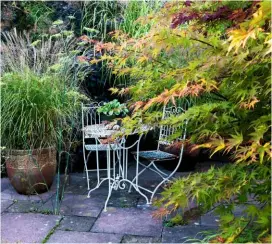  ??  ?? Acer palmatum underplant­ed with oriental grasses Hakonechlo­a macra ‘Albovarieg­ata’ and Miscanthus sinensis ‘Adagio’ in pots.