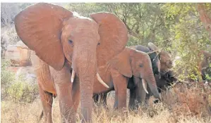  ?? FOTO: DIRK GRUBE ?? Elefanten fressen in einem Nationalpa­rk in Kenia. Die Tiere sind durch die anhaltende Dürre in dem Land bedroht.