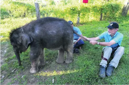  ?? Hoang Dinh Nam / AFP ?? Volunteer Willem Schaftenaa­r plays with year-old Gold at Dak Lak Elephant Conservati­on Centre.