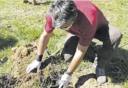  ?? ?? Els exemplars plantats pertanyen a cinquanta espècies autòctones.