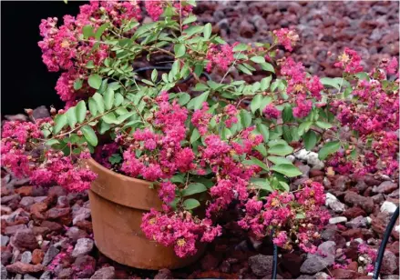  ?? (Photo by Gary Bachman, MSU Extension) ?? With their wide variety of mature sizes, there is a crape myrtle suited for every garden and landscape space. This Infiniti Watermelon is a true dwarf that reaches only about 18 inches tall.