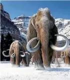  ??  ?? Mammoth remains are mostly male, and scientists say this may be due to adolescent behaviour.