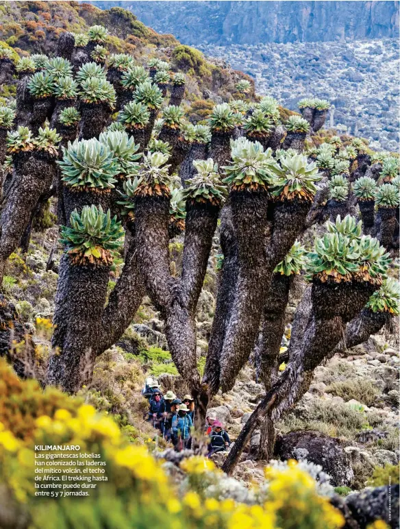  ??  ?? KILIMANJAR­O
Las gigantesca­s lobelias han colonizado las laderas del mítico volcán, el techo de África. El trekking hasta la cumbre puede durar entre 5 y 7 jornadas.