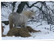  ??  ?? “The hill keeps him fit and muscled in winter,” says Lindy Lumsden of Crannog