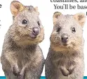  ??  ?? ISLE OF SMILES Quokkas