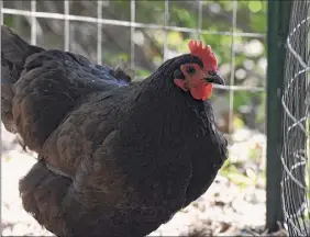  ?? Will Waldron / Times Union ?? Chickens roam in the backyard pen of an Albany property owner. Schenectad­y is considerin­g whether to expand chicken ownership.